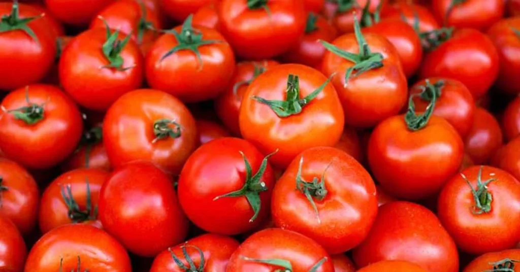 tomatoes