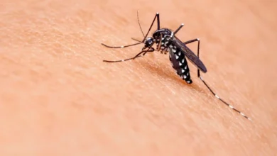dengue fever