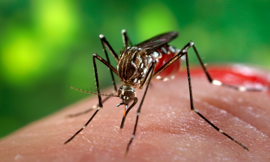 dengue prevention