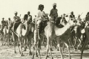 Dubai transportation by Camels