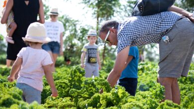 Emirates Bio Farm's Open Season