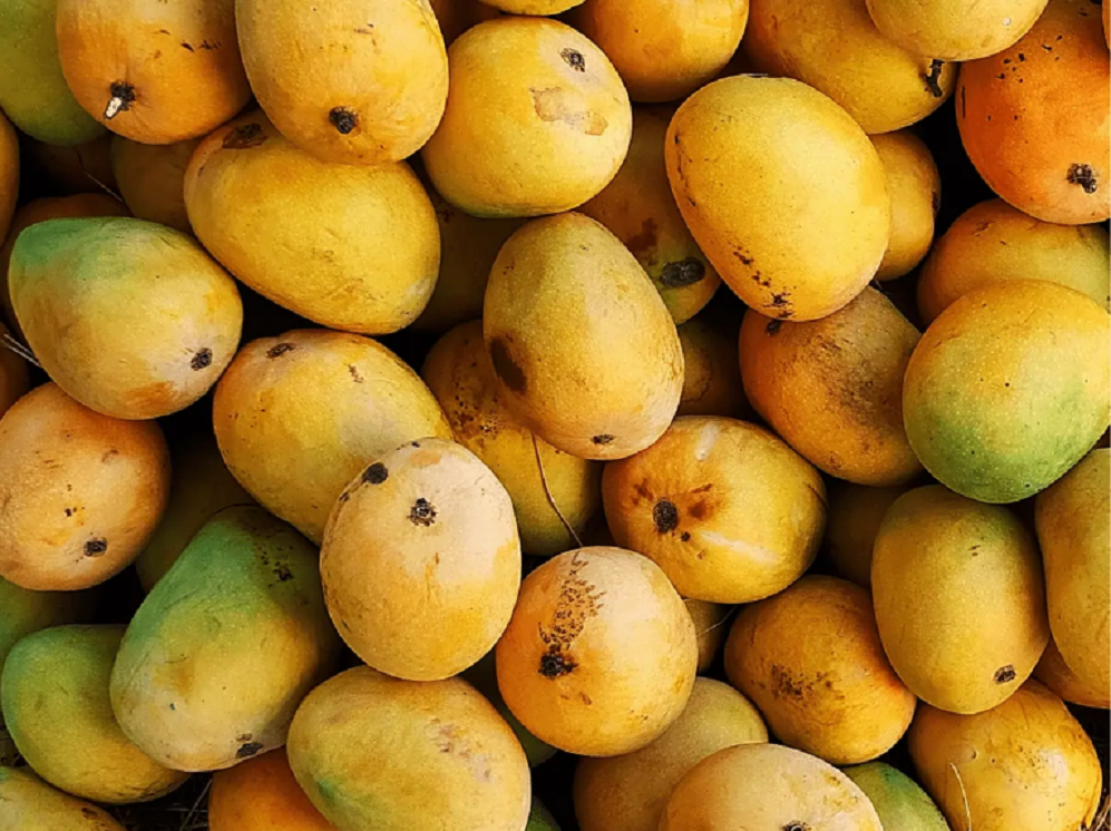 Dharwad Mangoes Set for Export to Saudi Arabia, America