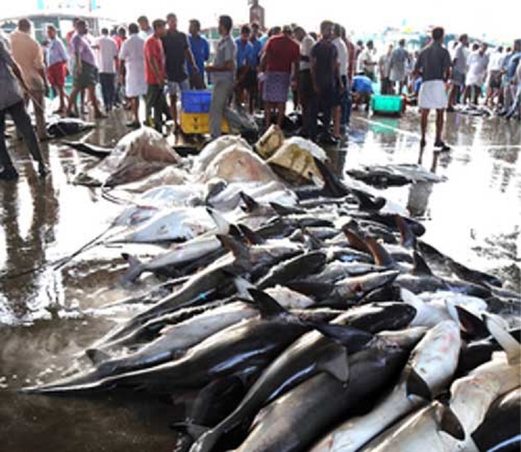 India, Oman to jointly conduct research on sharks and rays in the Arabian Sea