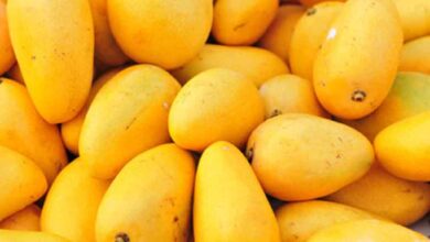 Pakistani Mangoes Arrive in UAE: Any Price Drops This Year?