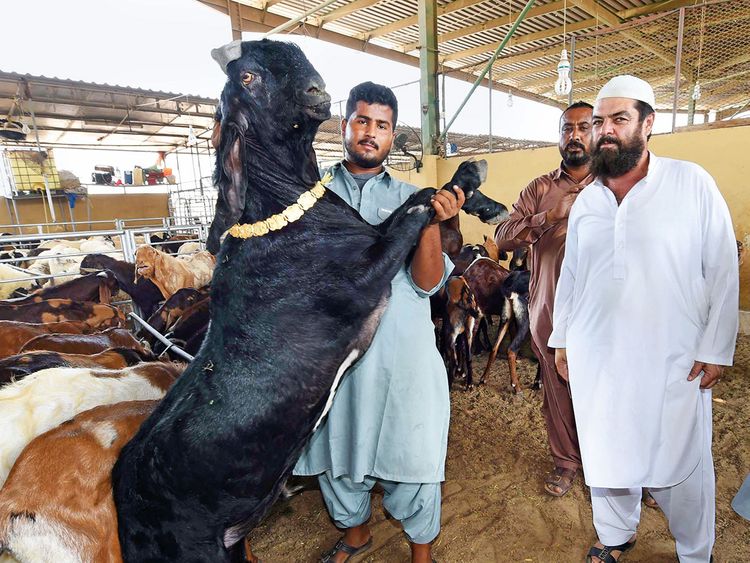 Dubai Municipality Announces Eid Al Adha Abattoir Working Hours
