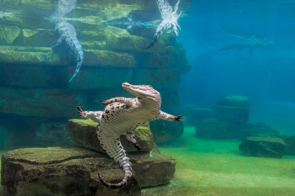 UAE school holiday- Children get free entry to Dubai Crocodile Park