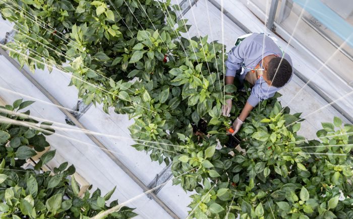 AgriClimate Tech Iyris secures exclusive UAE distribution deal with Silal