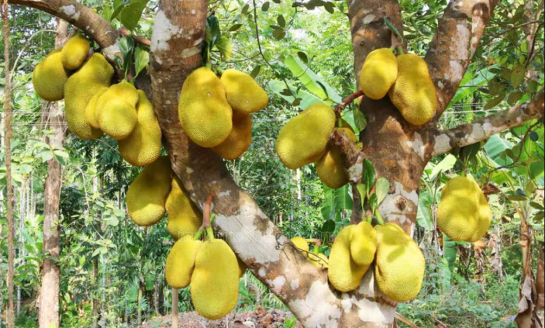 Heavy Rain Halts Kerala Imports, Jackfruit Prices Soar in UAE