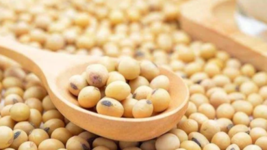 Soybean Meal Demand Soars in Iran and UAE