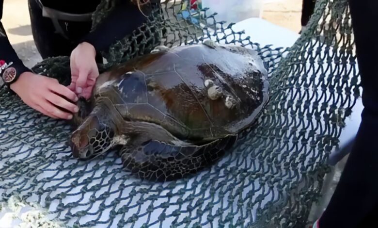 UAE’s AlQurm Protected Area in Khor Kalba Joins IOSEA Marine Turtle MoU