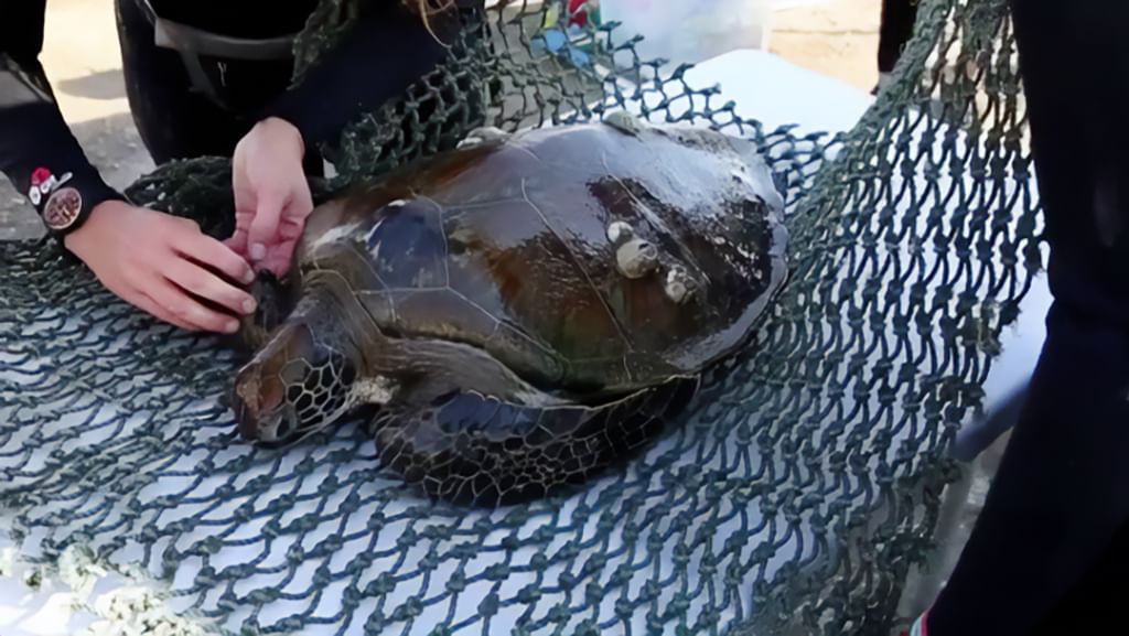 UAE’s AlQurm Protected Area in Khor Kalba Joins IOSEA Marine Turtle MoU