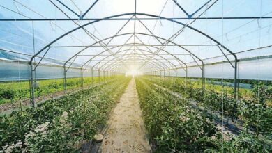 UAE Launches Program to Boost Agricultural Production, Strengthen Food Security