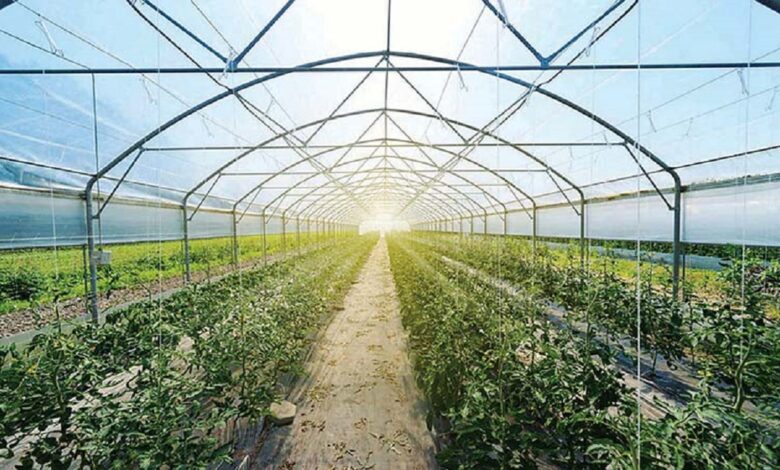 UAE Launches Program to Boost Agricultural Production, Strengthen Food Security