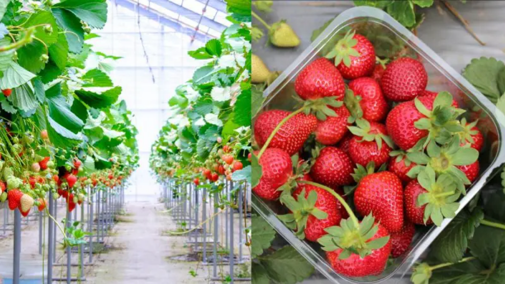 UAE to Start Abu Dhabi Strawberry Farm Construction This Winter