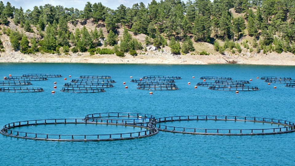 UAE Launches Marine Cage Farming Project