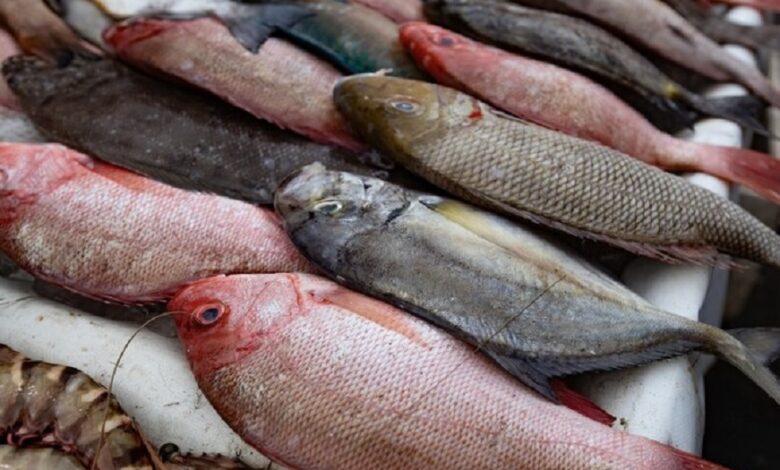 Saudi Arabia Achieves 56.4% Growth in Fish Farm Production by 2023