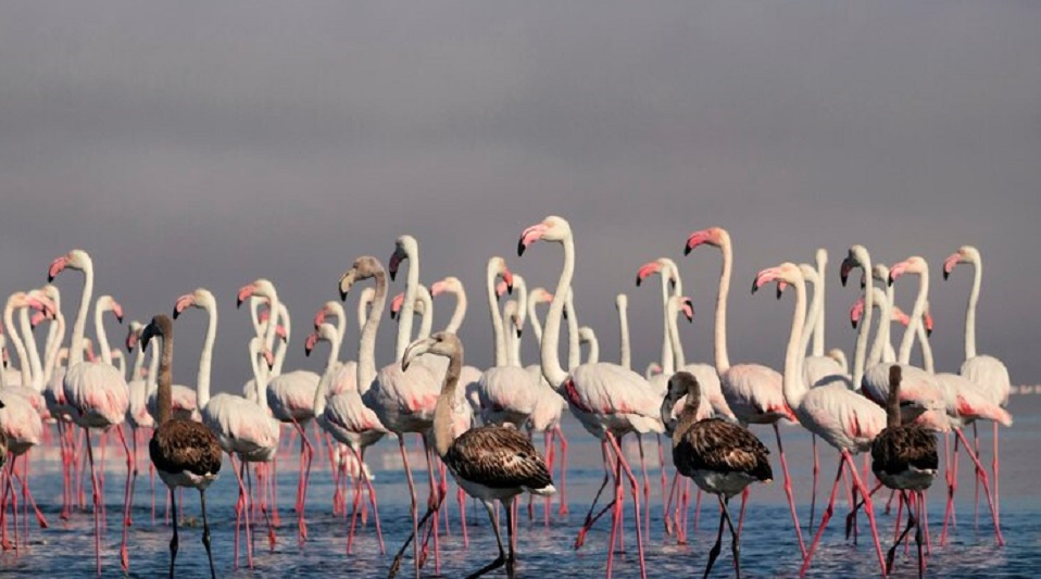 UAE: Al Wathba Nature Reserve Violators Fined Dh165,000