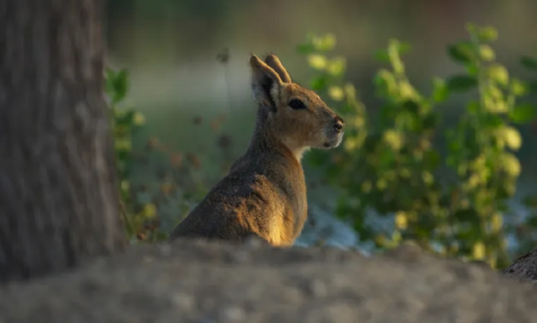 Desert oasis near Dubai welcomes a unique family of Argentinian rodents