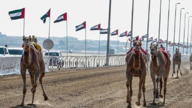 UAE: Zayed Grand Camel Race 2024 Begins in Al Wathba