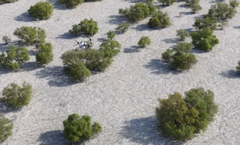 AI-powered effort to restore thousands of hectares of mangroves in the UAE