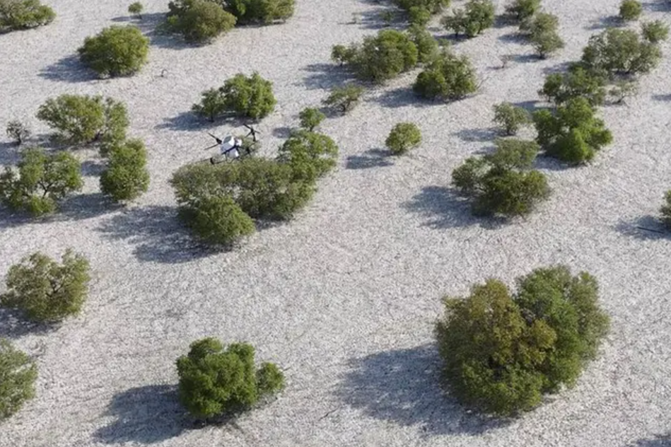 AI-powered effort to restore thousands of hectares of mangroves in the UAE