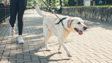 Abu Dhabi urges pet owners to register cats and dogs