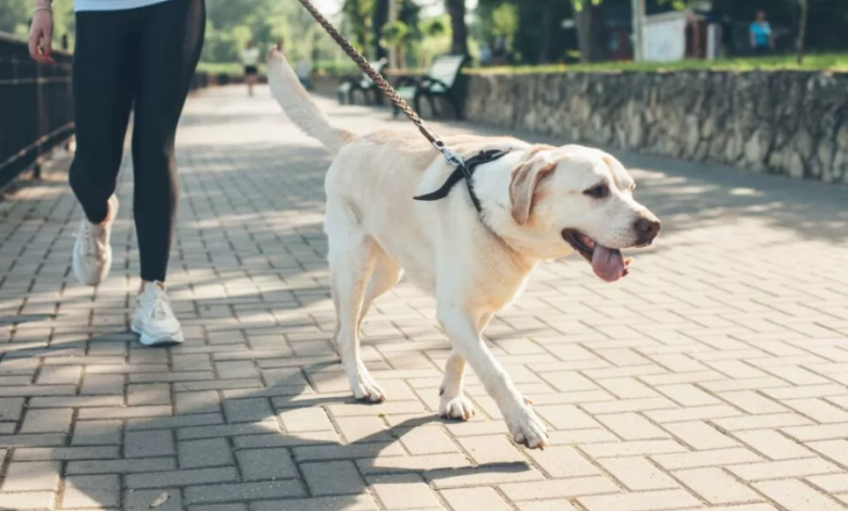 Abu Dhabi urges pet owners to register cats and dogs