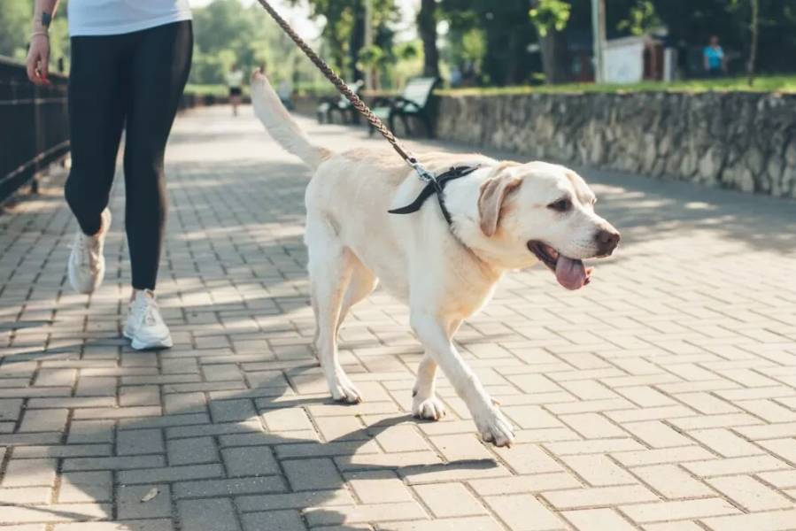 Abu Dhabi urges pet owners to register cats and dogs