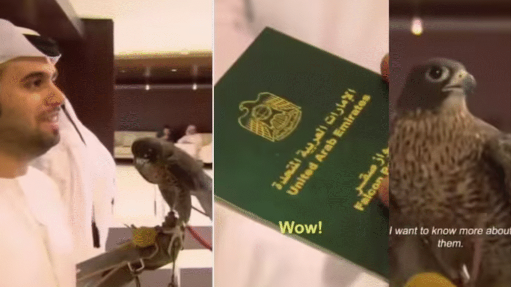 Man flies with falcon on UAE flight, bird holds its own passport