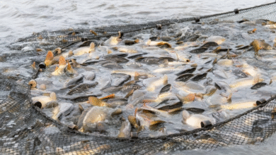 UAE Set to Invest $461 Million in Unnao